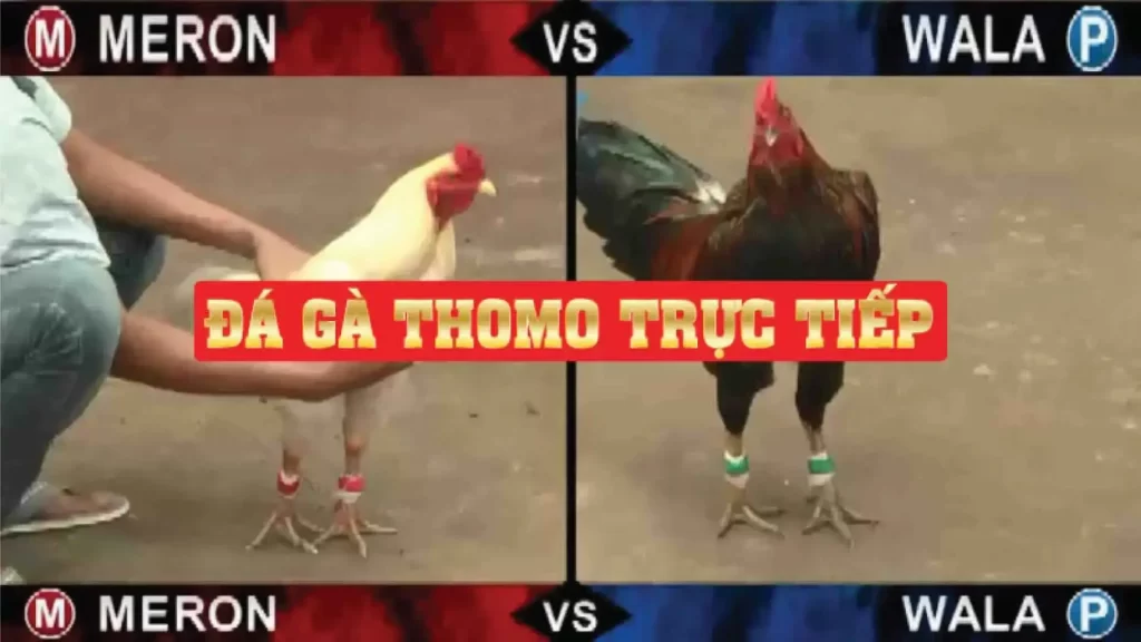 Trực tiếp đá gà Thomo tại mksports