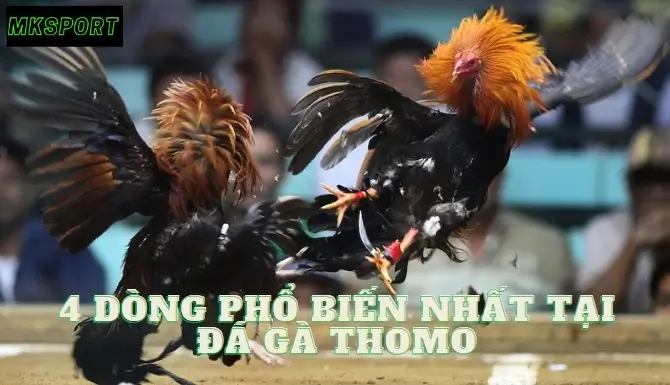 Tổng hợp những cặp đấu phổ biến trong đá gà Thomo